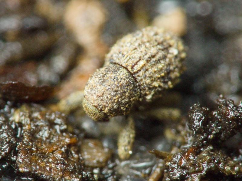 Acalles (Acalles) echinatus (Germar, 1824)